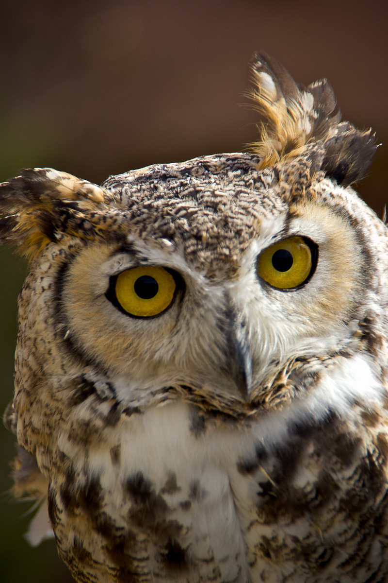 Owl Eyes Photograph Of An Owl Fringe Photography LLC