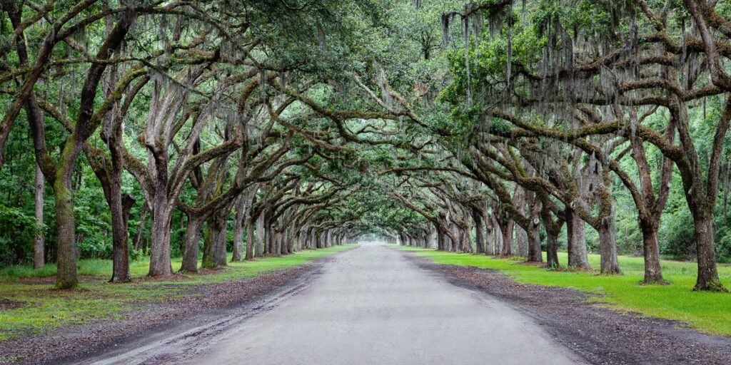 Wormsloe's Lane