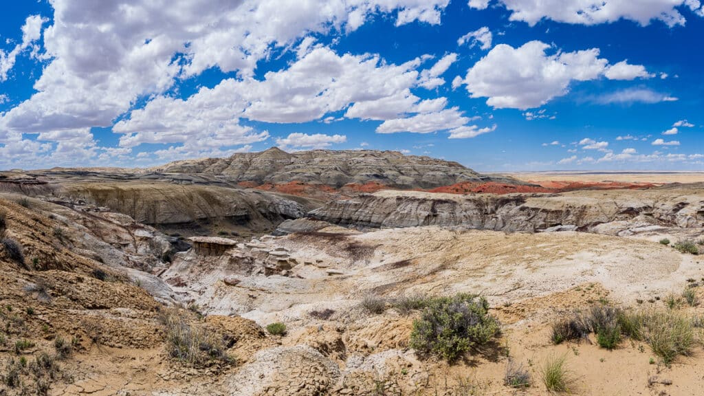 Fossil Forest